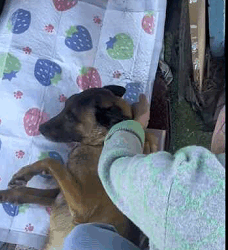 The animal world speaks a language of love we all can understand (Part 2)