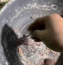 Conejo rescatado (Parte 1)