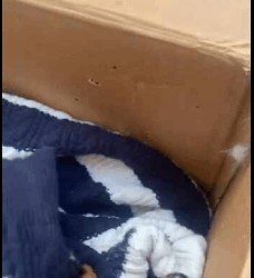 poor dog was abandoned on street (Part 2)