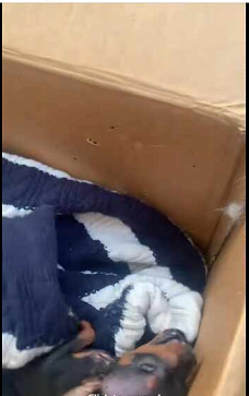 poor dog was abandoned on street (Part 2)