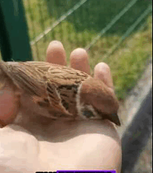 Gorriones de rescate  (Parte 2)