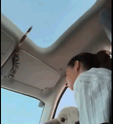 Ovejas de rescate (Parte 2)