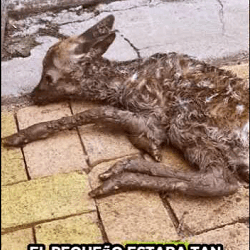 Rescate de ciervos (Parte 2)