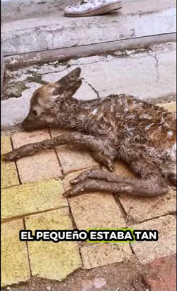 Rescate de ciervos (Parte 2)