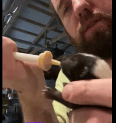 Zorrillo rescatado  (Parte 2)