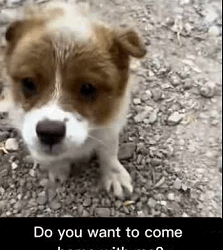 The animal world reminds us to live simply and love deeply (Part 2)