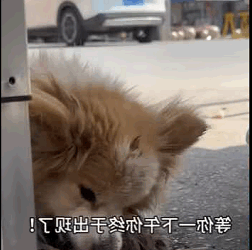 Wild or tame, every life matters (Part 2)