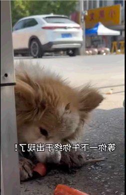 Wild or tame, every life matters (Part 2)