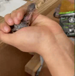 Adopted poor baby bird had fallen out of its nest after (part1)