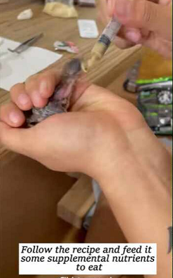 Adopted poor baby bird had fallen out of its nest after (part1)