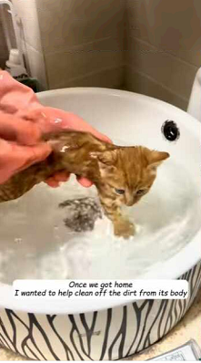 Little kitten was desperately trying to climb up but ended up (part2)