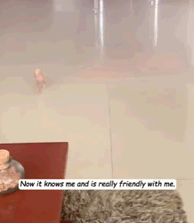 Little parrot fell out of its nest, it seemed like its mom had (part2)