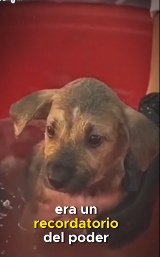 Este perrito se encontraba ahogándose en un pozo se agua (Part 2)