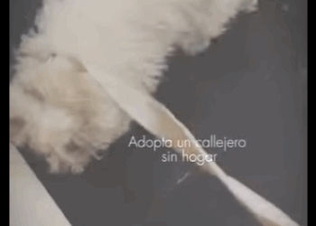 Dos perros dos vidas (parte 1)