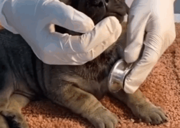 Este bebecito fue abandonado (parte 2)