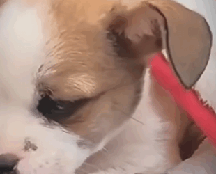 Este perrito fue abandonado entre los desechos (Parte 2)