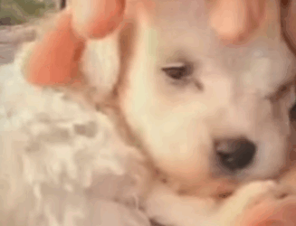 Estos cachorritos fueron abandonados en una caja de cartón (Parte 2)