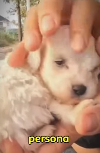 Estos cachorritos fueron abandonados en una caja de cartón (Parte 2)