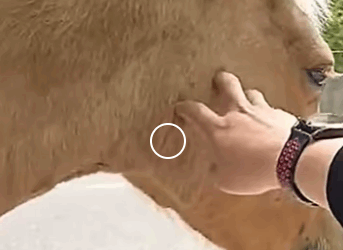 Caballo de rescate (Parte 2)