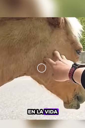 Caballo de rescate (Parte 2)