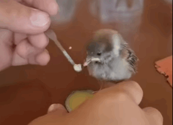 Gorriones de rescate (Parte 2)