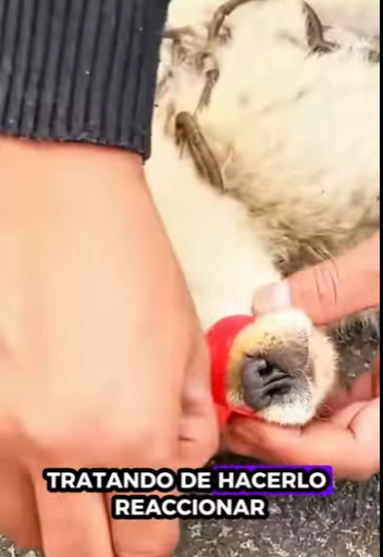 Rescate de cachorros de oso (Parte 2)