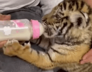 Salva al tigre (Parte 2)