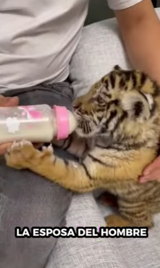 Salva al tigre (Parte 2)