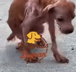 Soy mugre,el perrito que todos rechazan (Parte 2)