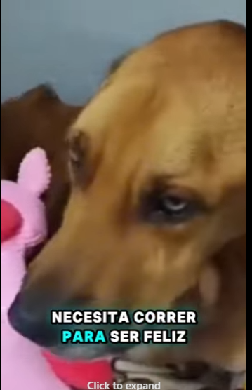 De los golpes al amor,La segunda oportunidad de Ruco (Parte 2)