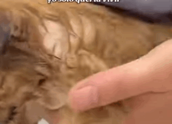 La lluvia caía como cuchillos yo solo quería vivir part2