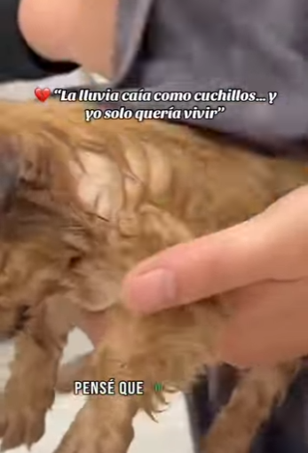 La lluvia caía como cuchillos yo solo quería vivir part2