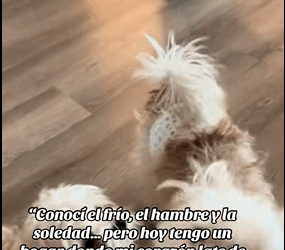 Conocí el frío el hambre la soledad,pero hoy tengo un hogar donde (part1)