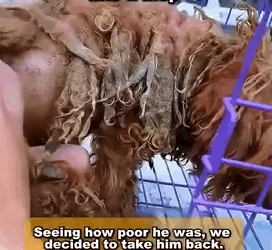 In a demolished house that leaks everywhere and facees collapse at any time, there lives a tray dog with hair like a mop (Part 2)