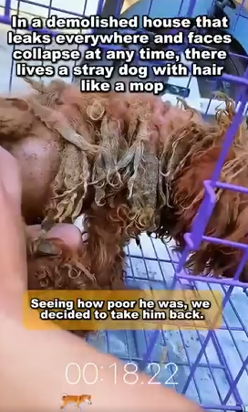 In a demolished house that leaks everywhere and facees collapse at any time, there lives a tray dog with hair like a mop (Part 2)