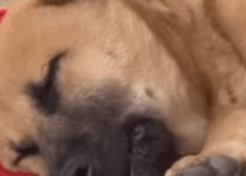 After accident, dog was haunted could not sleep (Part 2)