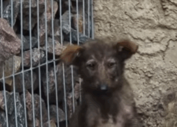 Abandoned puppy in abandoned house (part 2)