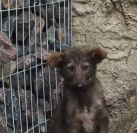 Abandoned puppy in abandoned house (part 2)