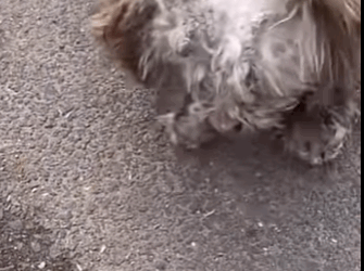 If you don love puppy, please don adopt it then abandon (Part 2)