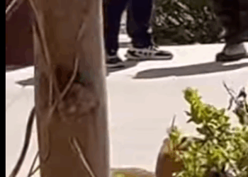 owner lost dog (Part 2)