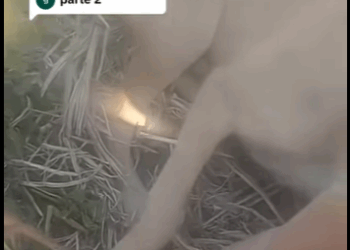 Wild or tame, every life matters (Part 2)