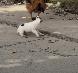 Abandoned puppy (Part 2)