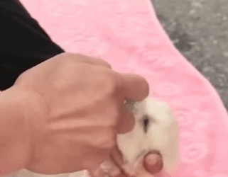 Lo botaron a la basura con 5 días de nacido..Solo por nacer cojo de una patita (Parte 1)