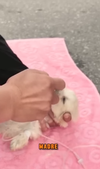 Lo botaron a la basura con 5 días de nacido..Solo por nacer cojo de una patita (Parte 1)