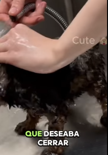 Encerraron mi cabeza en un coco… y me abandonaron en la alcantarilla (Parte 2)