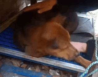 Me envenen@ron solo por ladrar..Yo soy Luna y esta es mi historia (Parte 2)