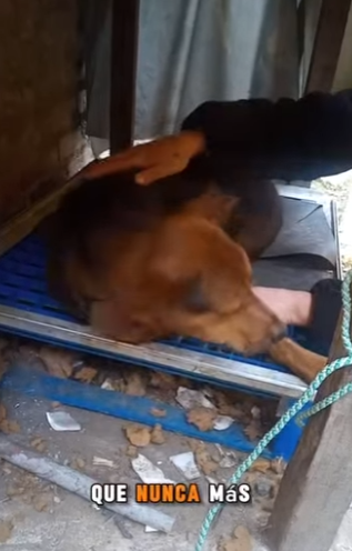 Me envenen@ron solo por ladrar..Yo soy Luna y esta es mi historia (Parte 2)