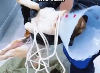 Crowds join forces to rescue stray dog paralyzed and crawling in the rain (Part 2)