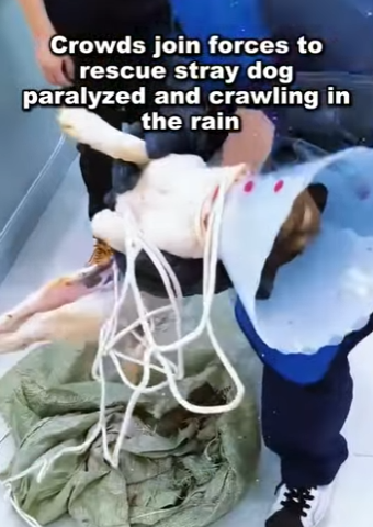 Crowds join forces to rescue stray dog paralyzed and crawling in the rain (Part 2)