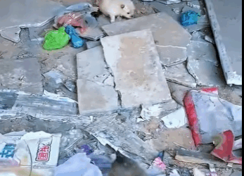 Litter of stray pupies lost to mem found in roadside shed (Part 2)